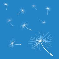 flying dandelion seeds in blue background