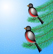 bullfinchs sit on the branches of fir-tree N2