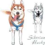 vector dog Siberian Husky breed