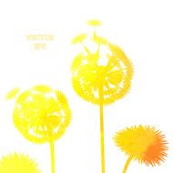 watercolor dandelion background N20