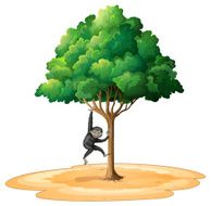 Black langur
