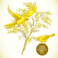 Sprig of Mimosa and Yellow Bird Spring Background