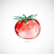 Watercolor painted tomato