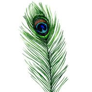 peacock feather isolated on a white background