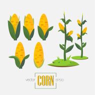 corns and corn tree - vector illustration