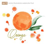 Handmade watercolor orange for retro design Vector illustration