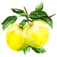 group of apple with leaf on branch