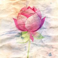 lotus flower on a crumpled paper