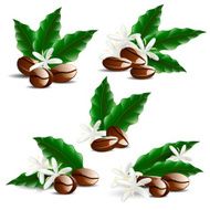 single coffee bean with leaf isolated on white background