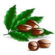 single coffee bean with leaf isolated on white background N3