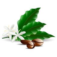 single coffee bean with leaf isolated on white background N4