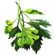 green fresh parsley on white background