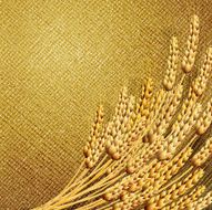 Ears of wheat on burlap background with cardboard strip N2