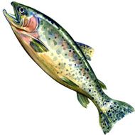 coho salmon fish on white background