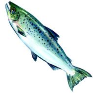atlantic salmon fish on white background