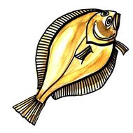 Flounder fish Isolated on a white background