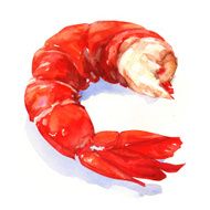 shrimp watercolor painting