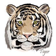 Beautiful vector background with hand drawn watercolor tiger