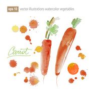 carrot watercolor painting on white background N2