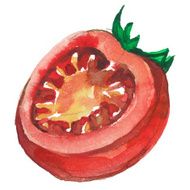 watercolor tomato on white background