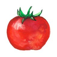 watercolor tomato on white background N2