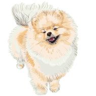 spitz dog smiles