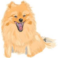 vector dog German Toy Pomeranian breed smile