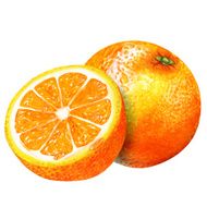 watercolor group of oranges