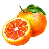 watercolor group of grapefruit
