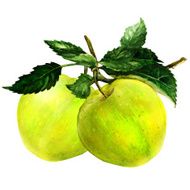 apples with leaves