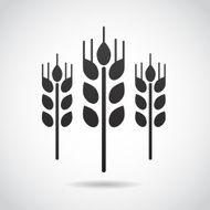 Wheat icon isolated on white background N3