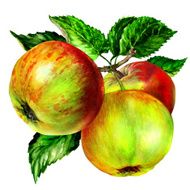 group of apple with leaf on branch N2
