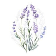 Watercolor vector Lavender