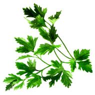 Parsley On A White Background N2