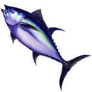 tunny fish watercolor painting