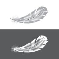 Grey and white feathers vector illustration