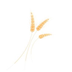 ears of wheat vector