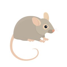House Mouse N4