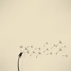 blowing dandelion vector N5