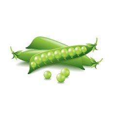 Peas isolated on white vector