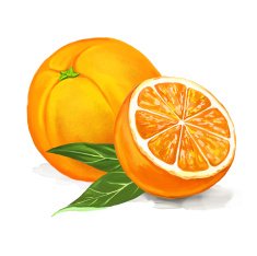 fruit orange Vector illustration hand drawn painted