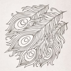 Peacock feathers vector