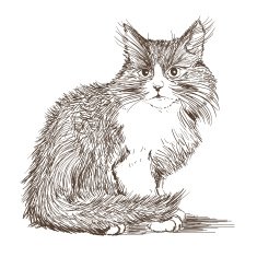 little cat drawing N2
