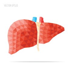 Liver faceted