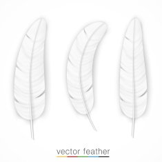 White feather on white background set N2