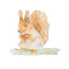 Squirrel Hand-drawn watercolor illustration Vector