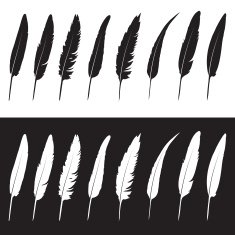 Vector group of feather on white background and black