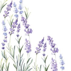 Watercolor vintage background of Lavender