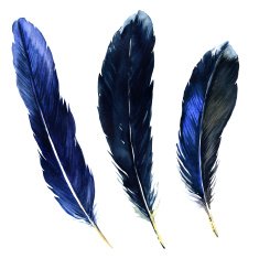 Watercolor feathers N8