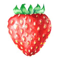 strawberry watercolor isolated on white